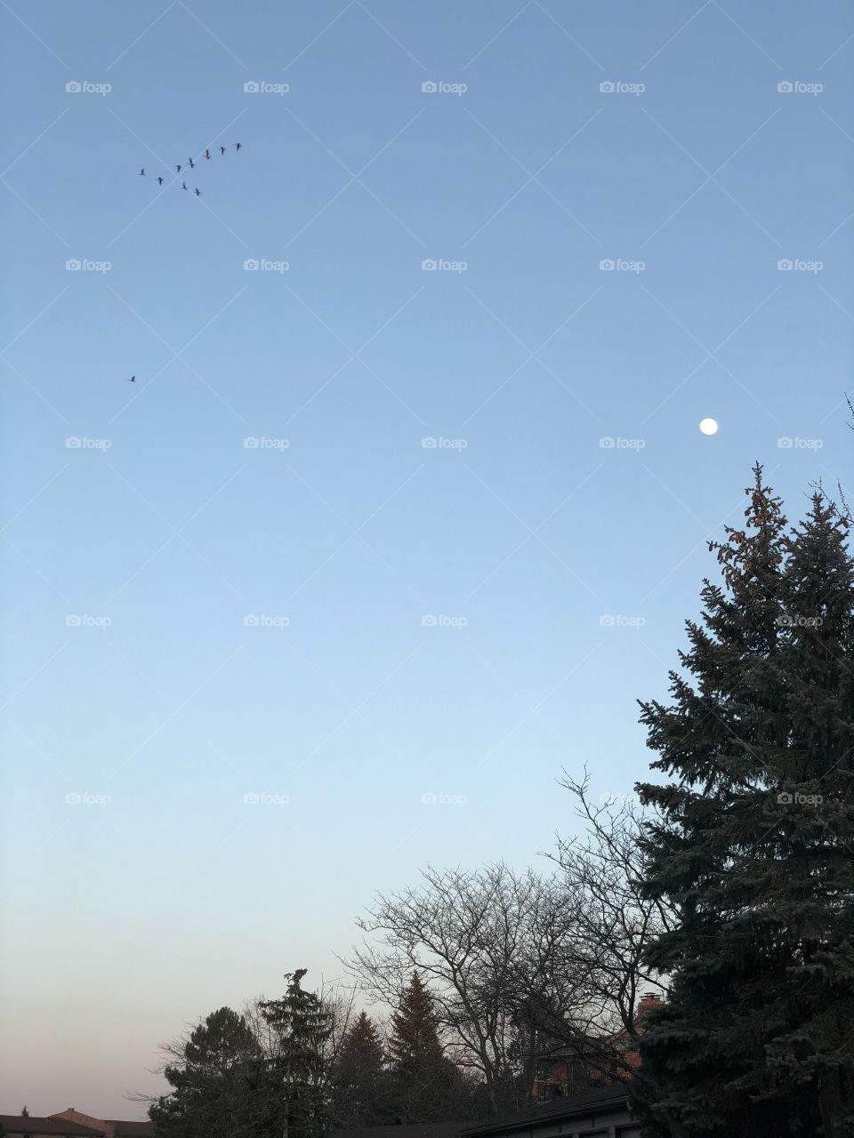 Birds in the sky with moon 