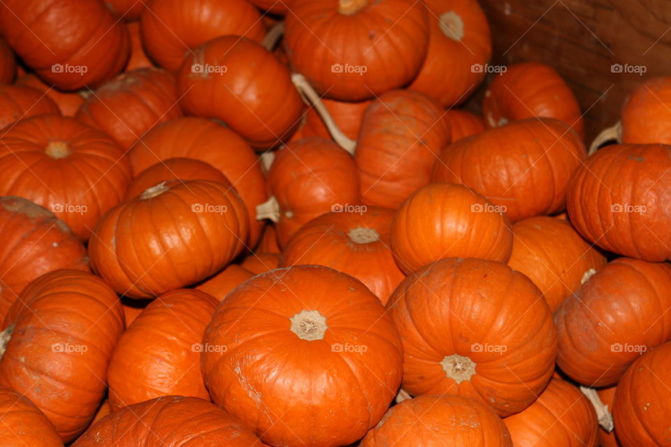 Many little pumpkins