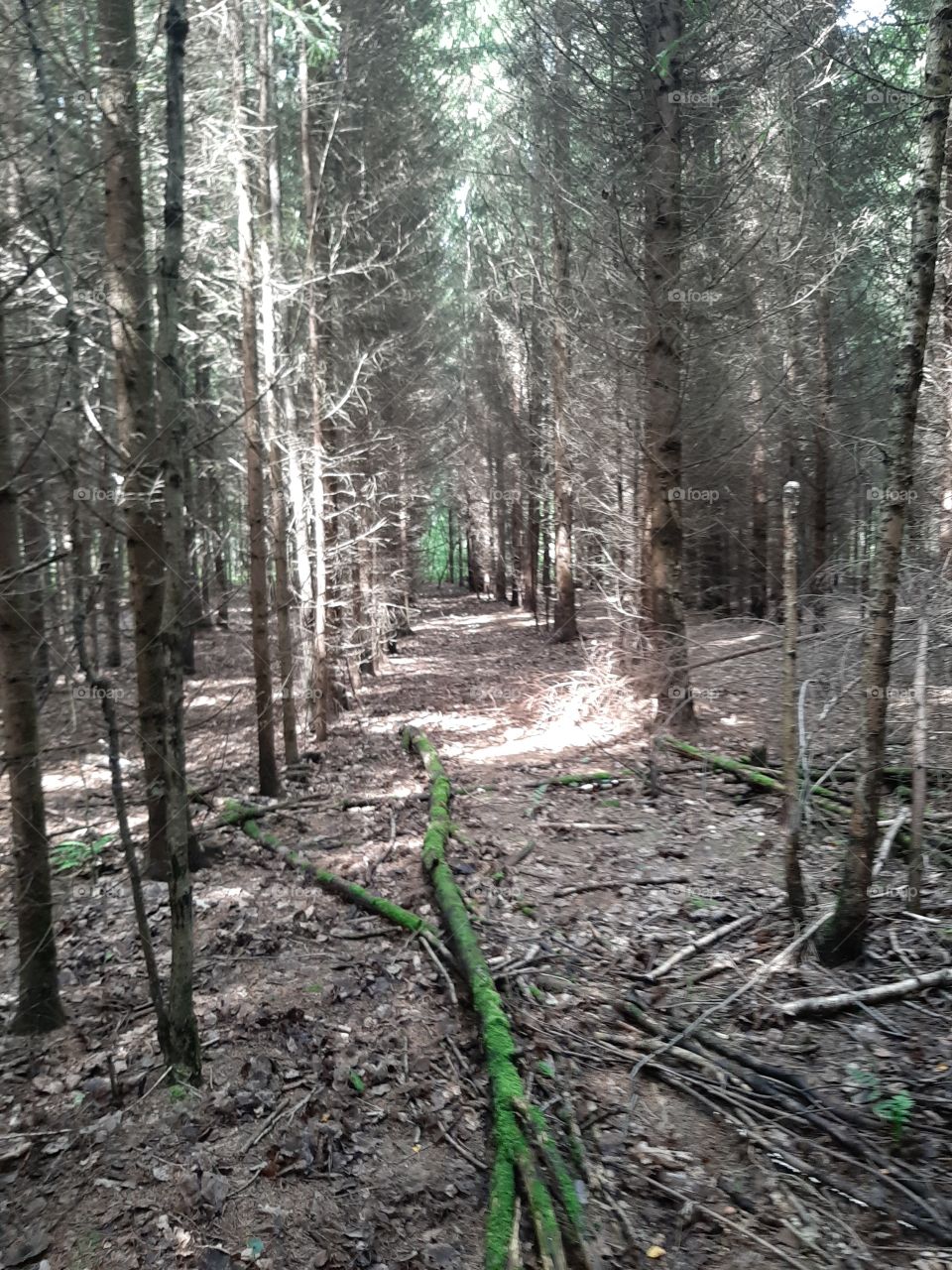 Жизнь   чёрная  и  белая и   немного   зелёная