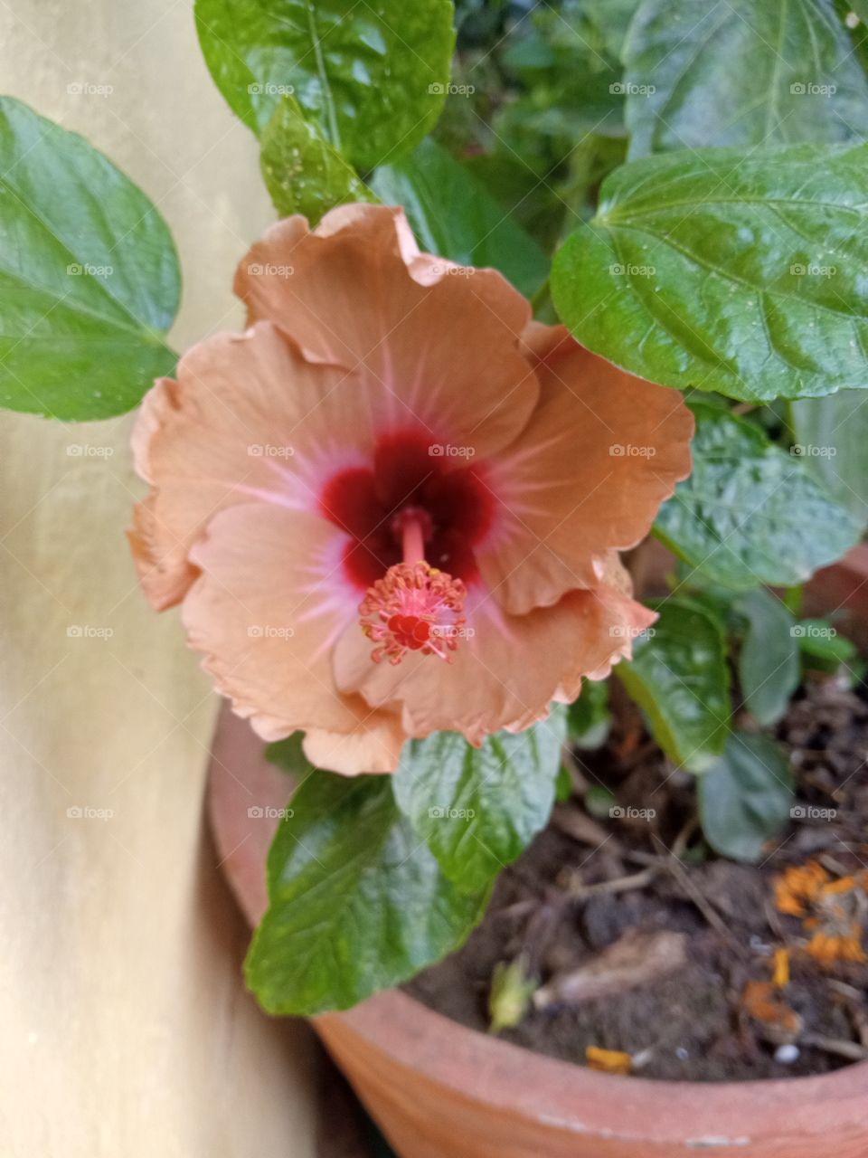 beautiful hibiscus flower opening