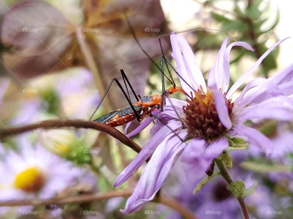Orange and black insect stitching nectar from a purple aster flower.