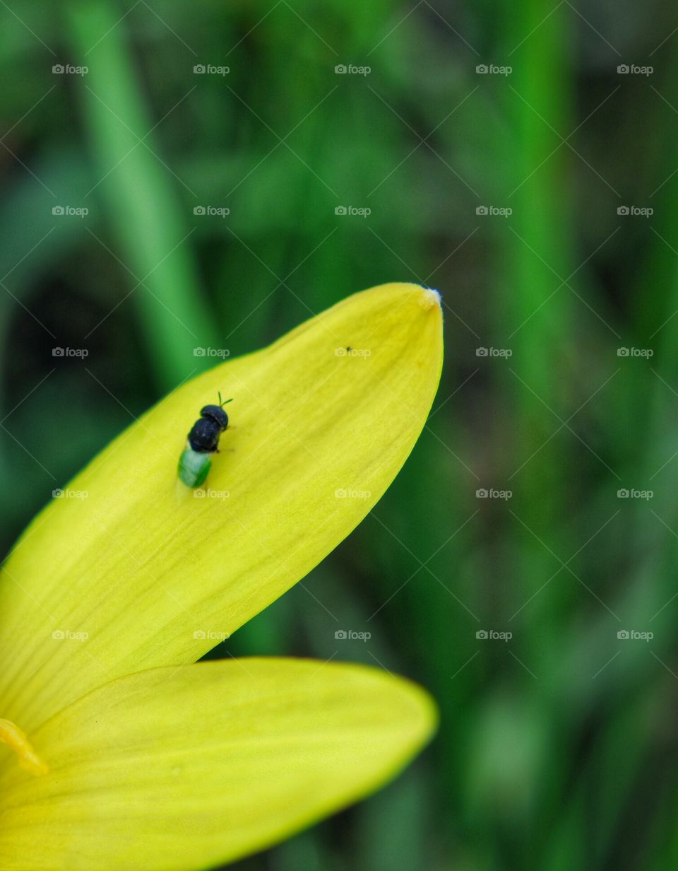 Bug on yellow flower petal