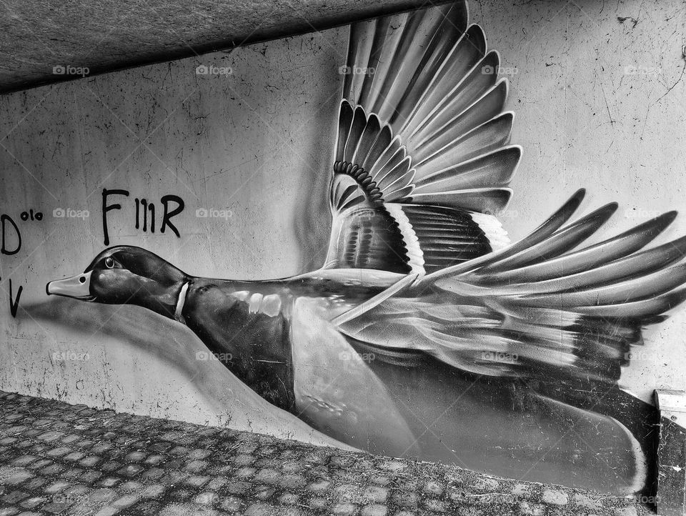 street art flying duck in tunnel black and white picture