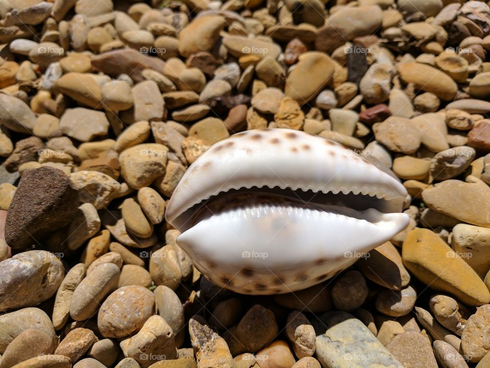 Extreme close-up of seashell