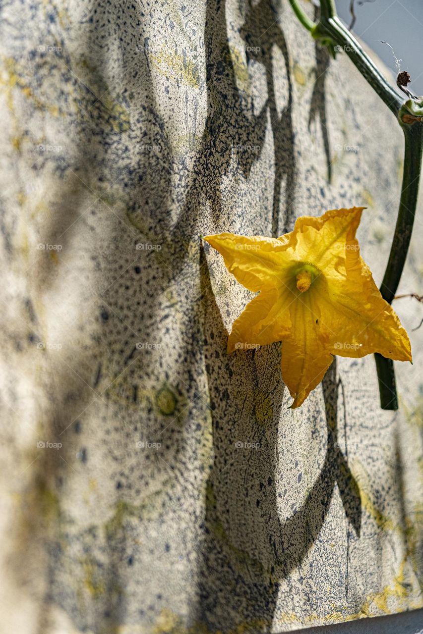 Shadows of a yellow pumpkin flower and its leaves on a wall with marbled paints