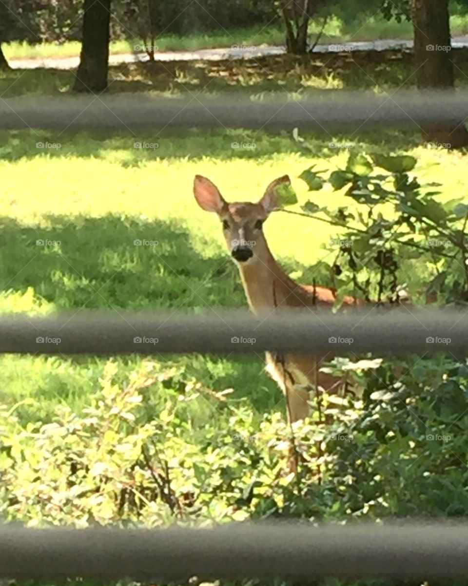 Fawn peeking Through Bedroom Window 