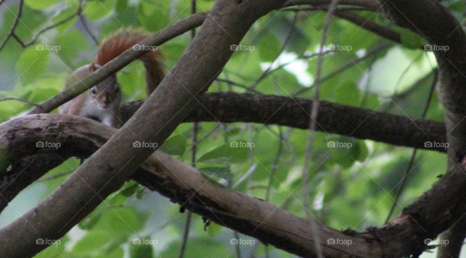 Baby gray squirrel peering out from behind tree limb 
