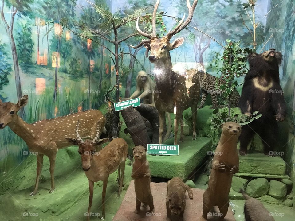 Deer Dolls