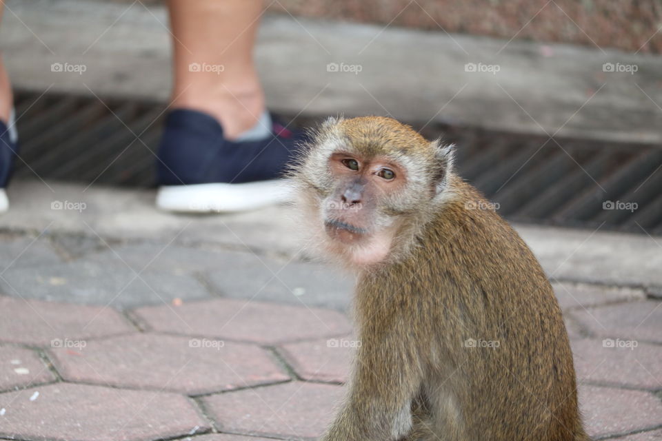 You want my photo ? Monkey at Batu caves temple - Kuala Lumpur Malaysia