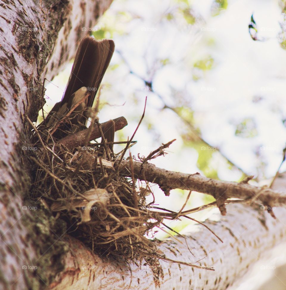 A mama robin's tail feathers visible at the edge of her nest in the crook of a tree