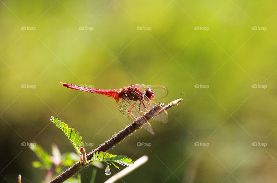Scarlet skimmer. Body morphology of male dragonfly. Red colouring alongside of its. Interest perched at the dryng bamboo cut to near for the river .