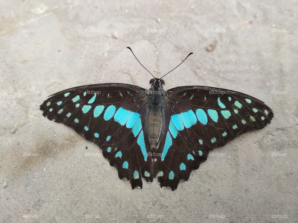 beauty of butterfly