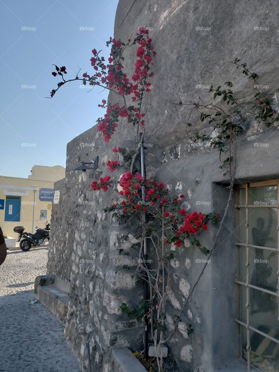 Flowers climbing up a building in Santorini, Greece