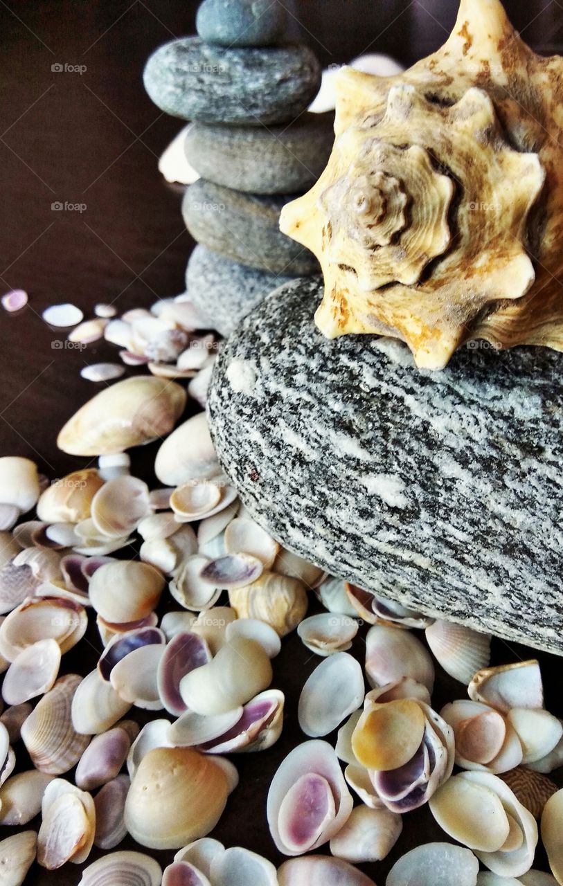 sea shells of different shape and size
