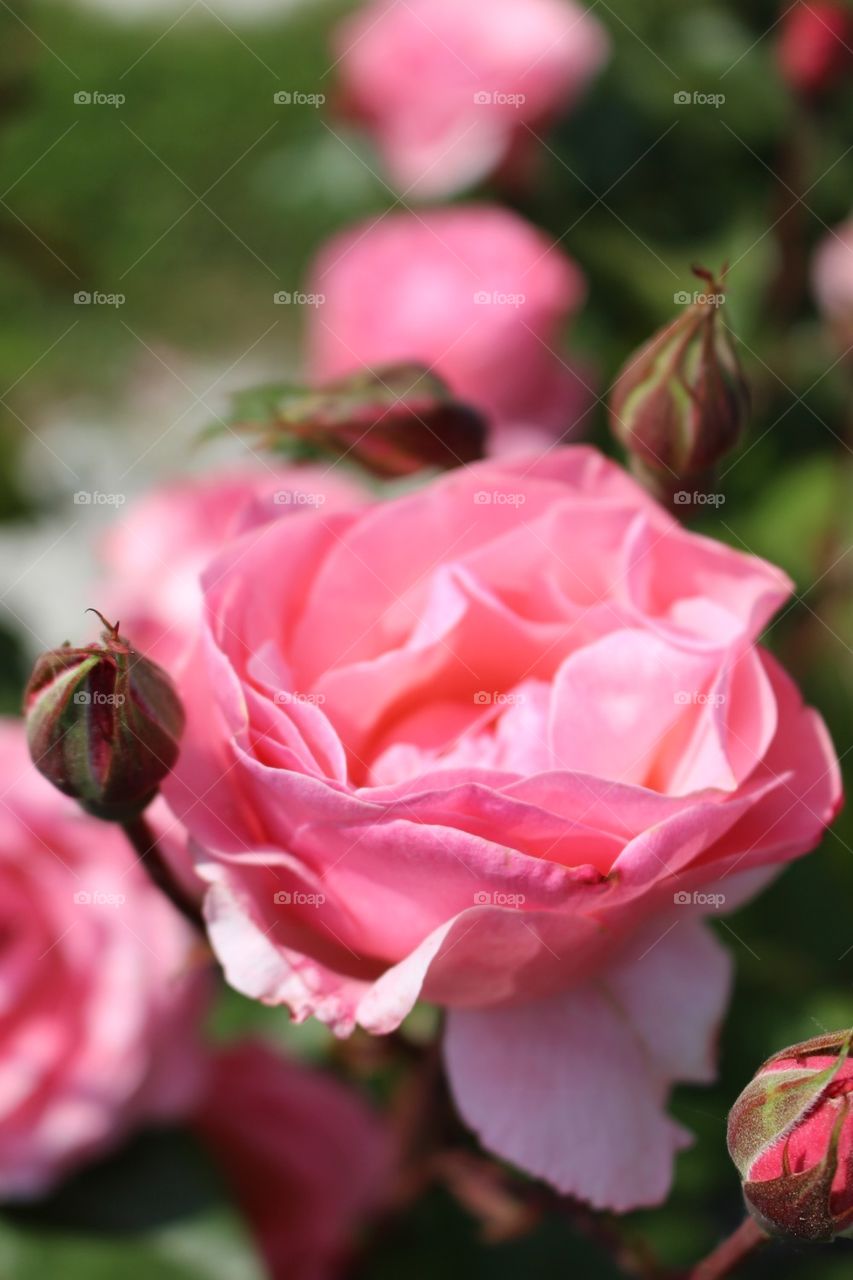 Close-up of pink roses in garden