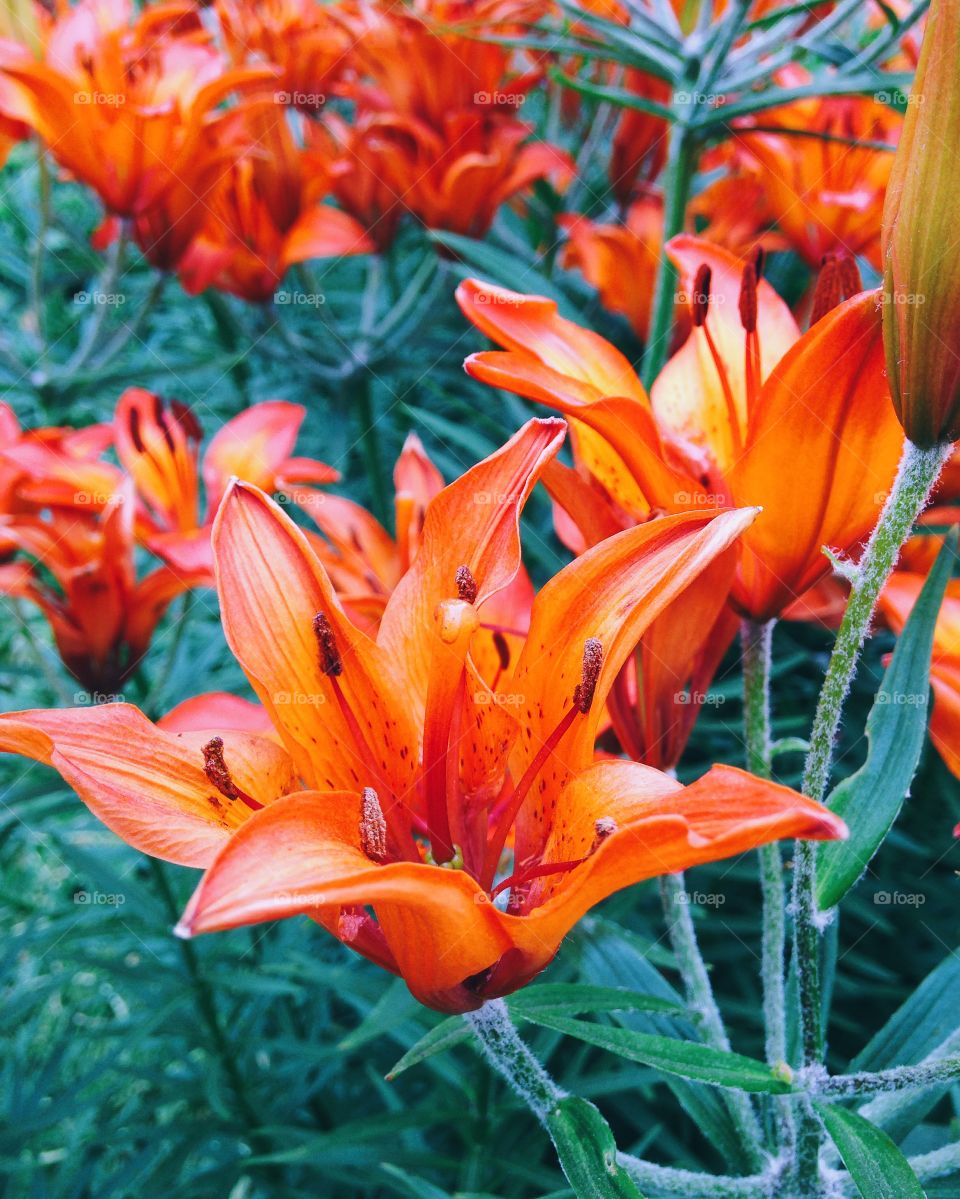 Colorful flowers 