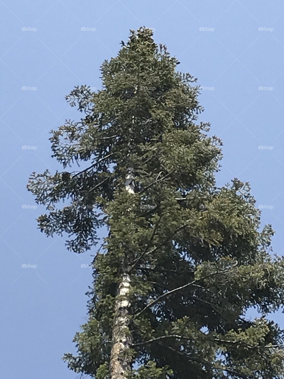 A very tall tree in the mountains. It is undeniably an awesome sight for sore eyes. There are natural beauty and grace to feast one’s eyes on here.