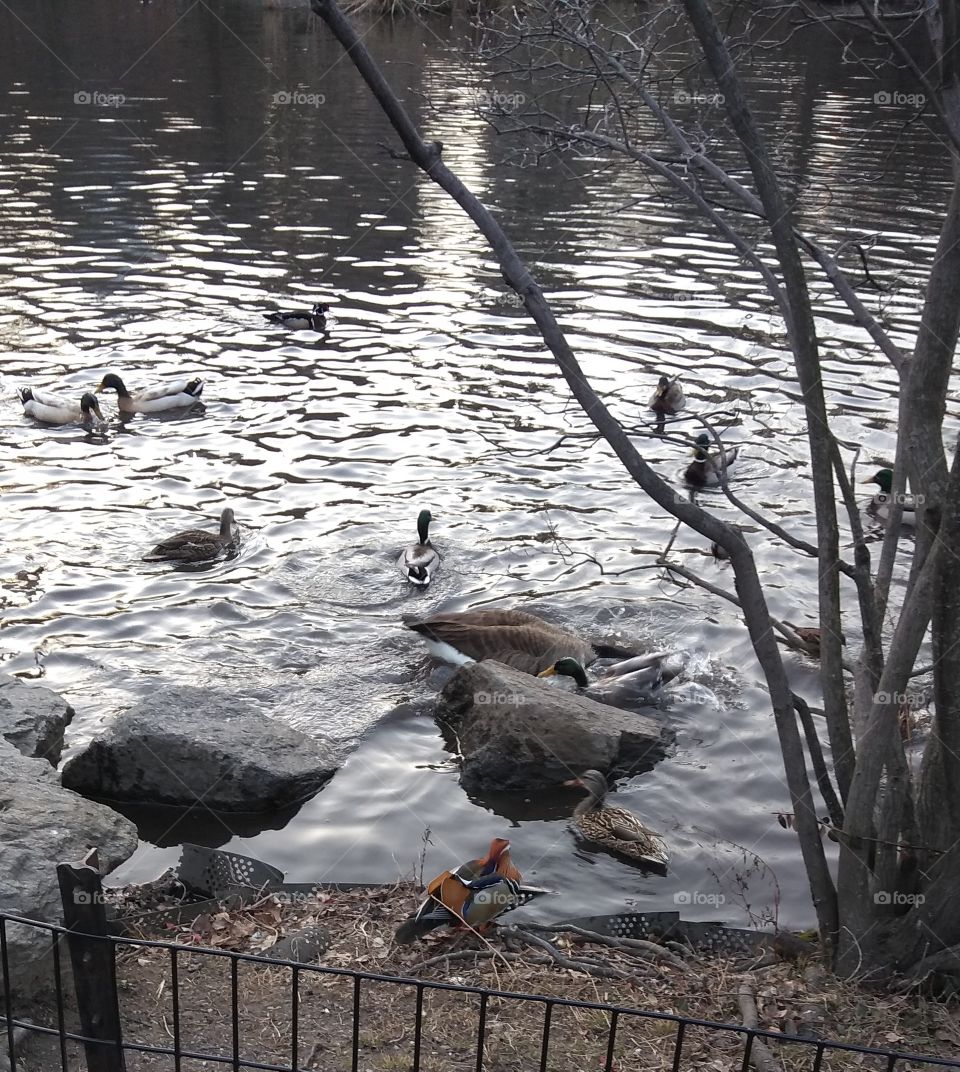 Ducks in Central Park NYC