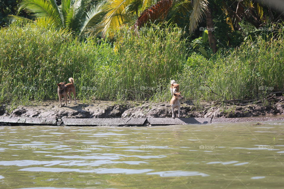 Dog canals 
