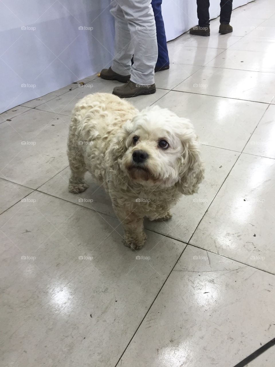 Cute stray dog lost dog at the market