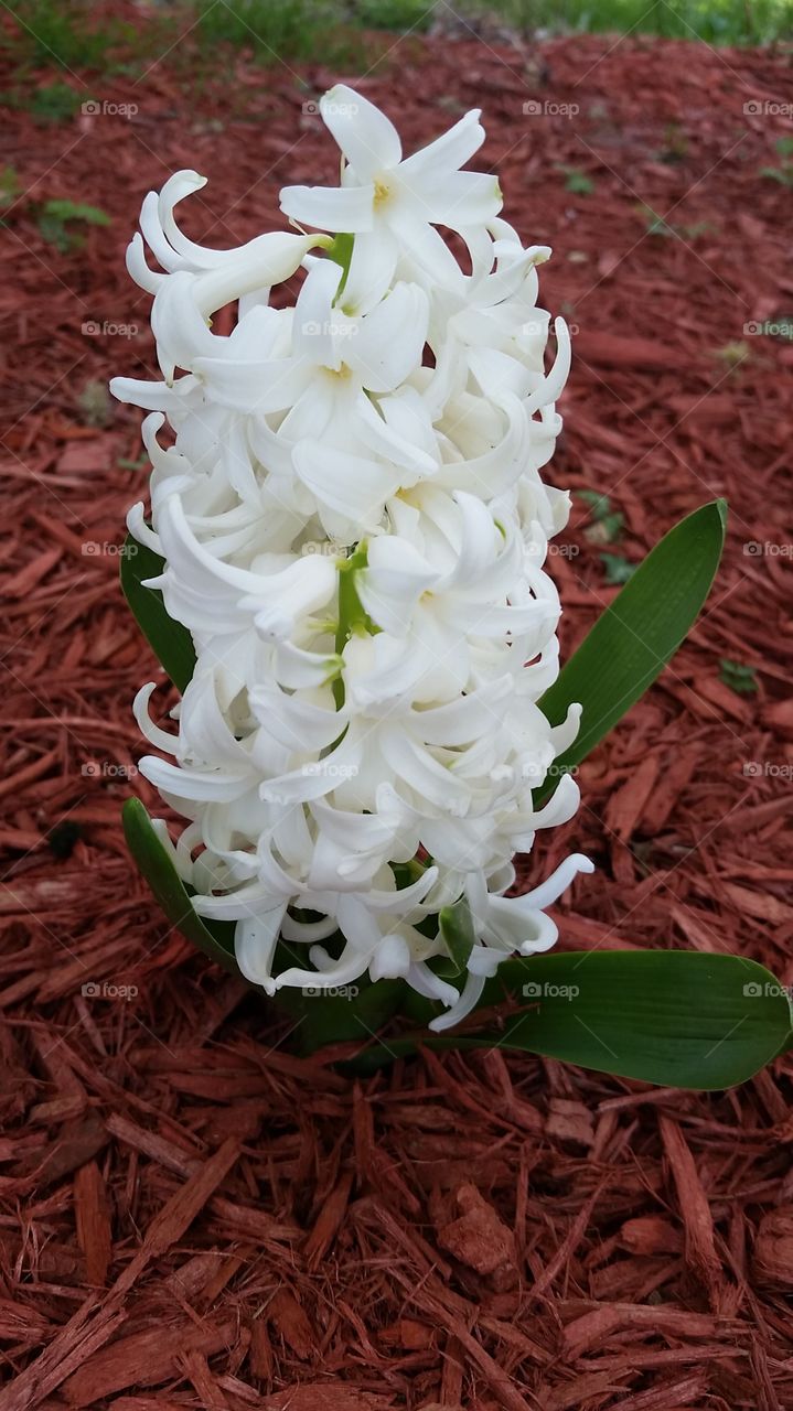 White Pearl Hyacinth. A white hyacinth in my garden. 
