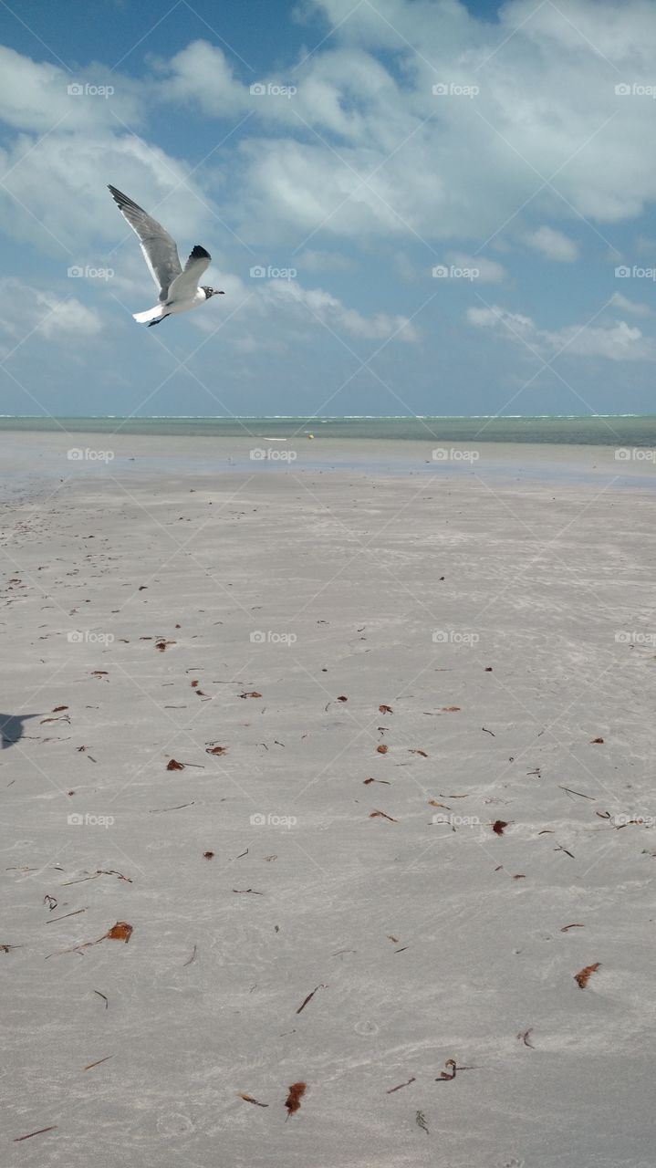 Flying Florida Gull