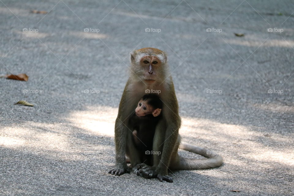 Feel in security - wild baby monkey and the mom in Palau Ubin