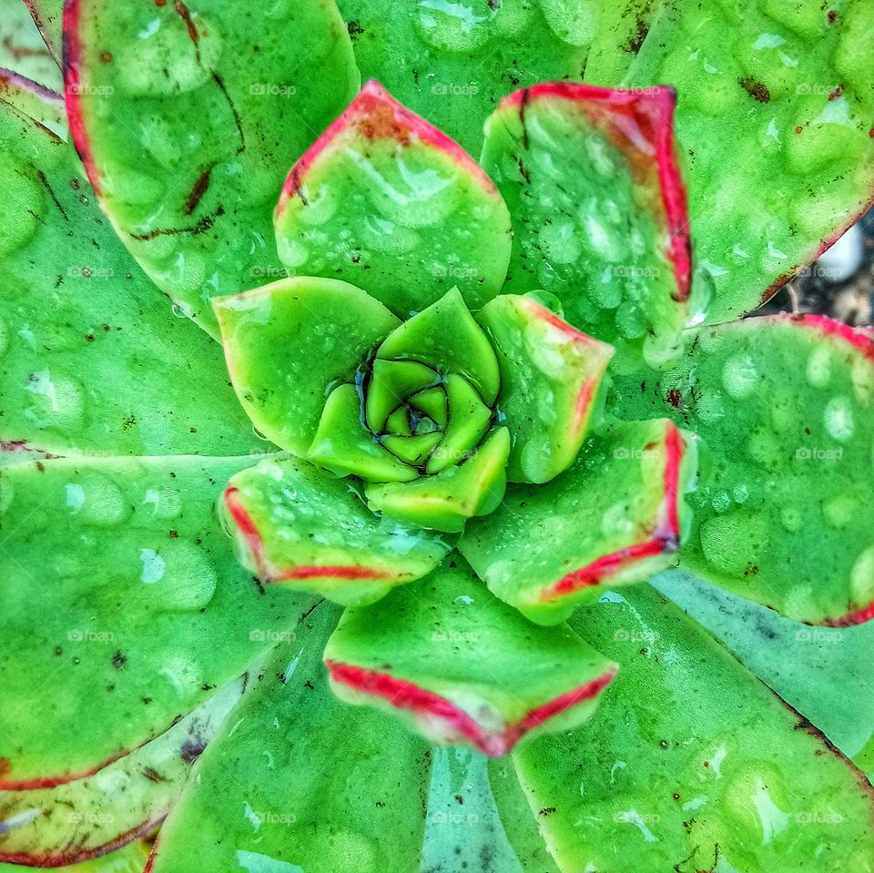 Green and red succulent after the rain