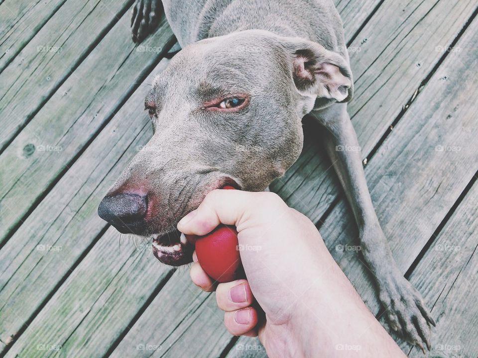 Weimaraner tug of war