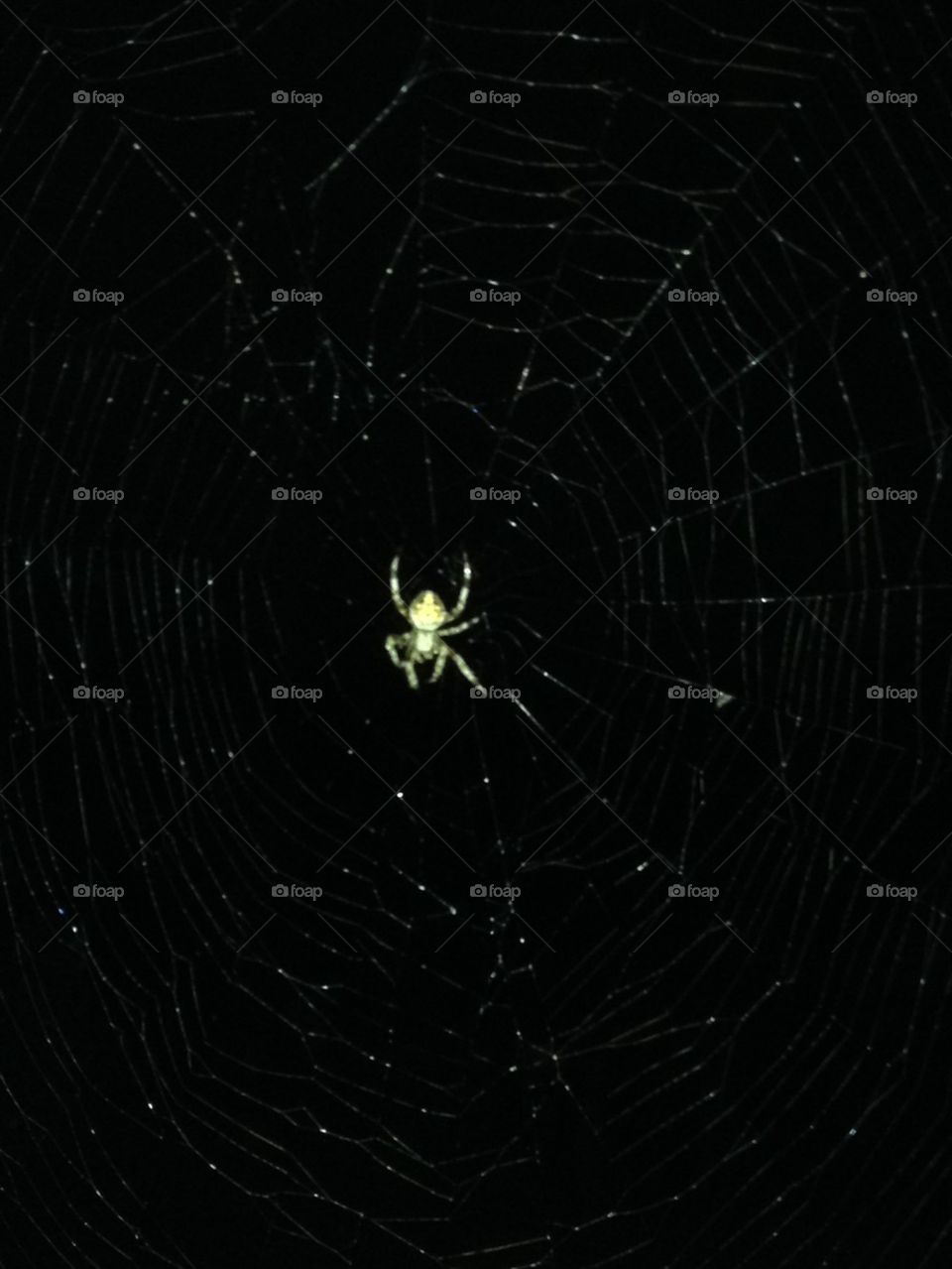 SPIDER ARACHNID IN WEB