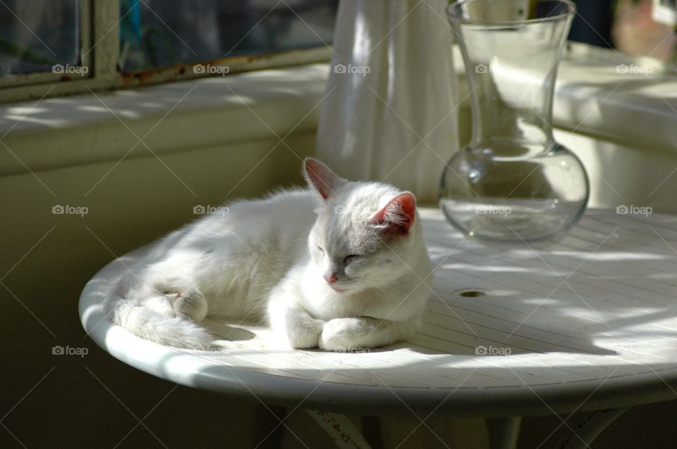 Sleeping white cat. Sleeping in the sunlight