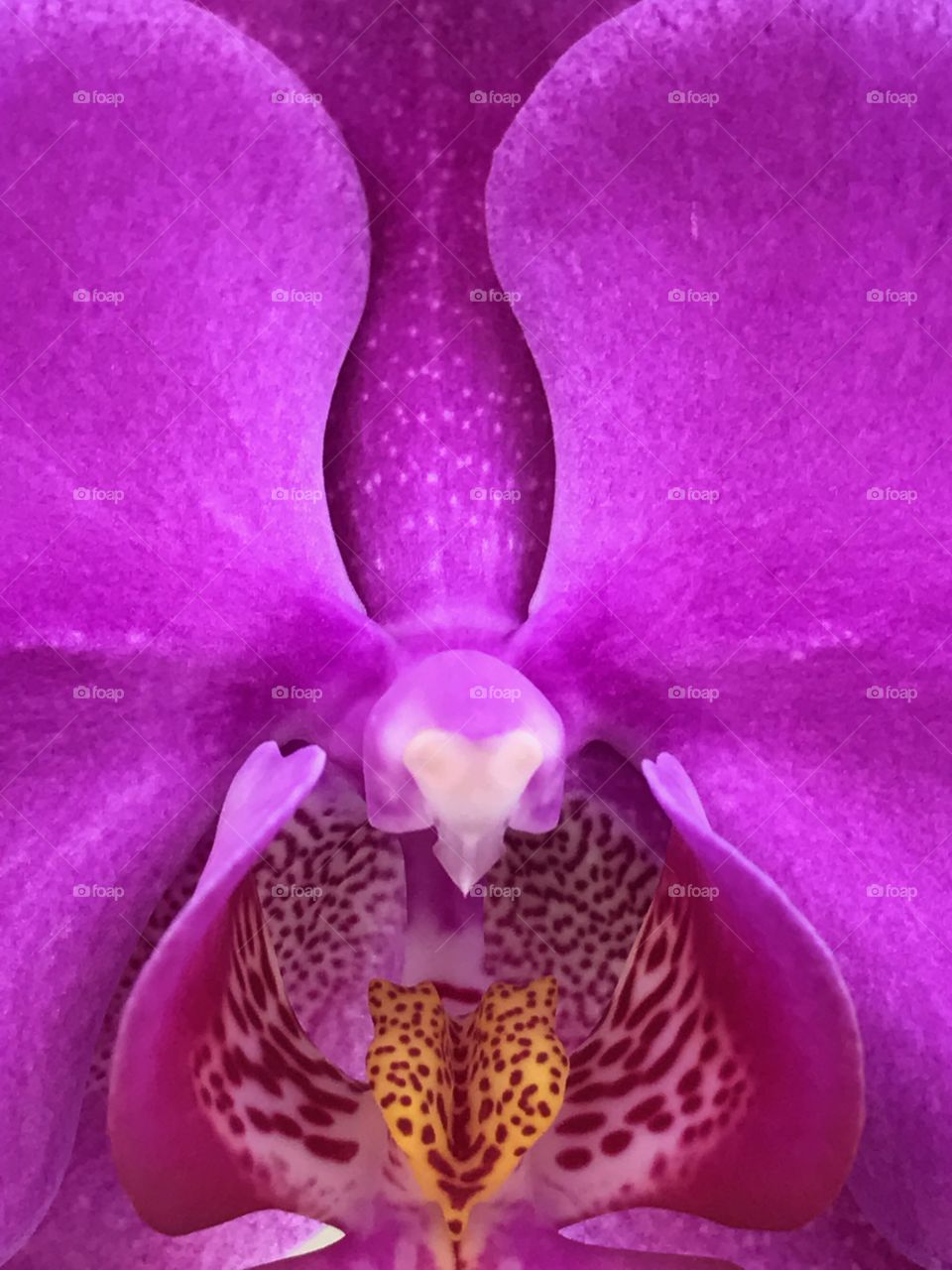 Orchid 