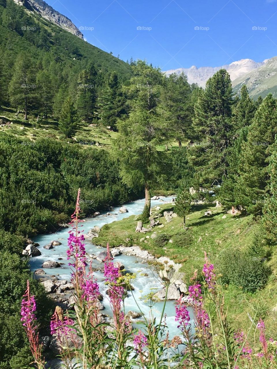 Swiss alps hiking