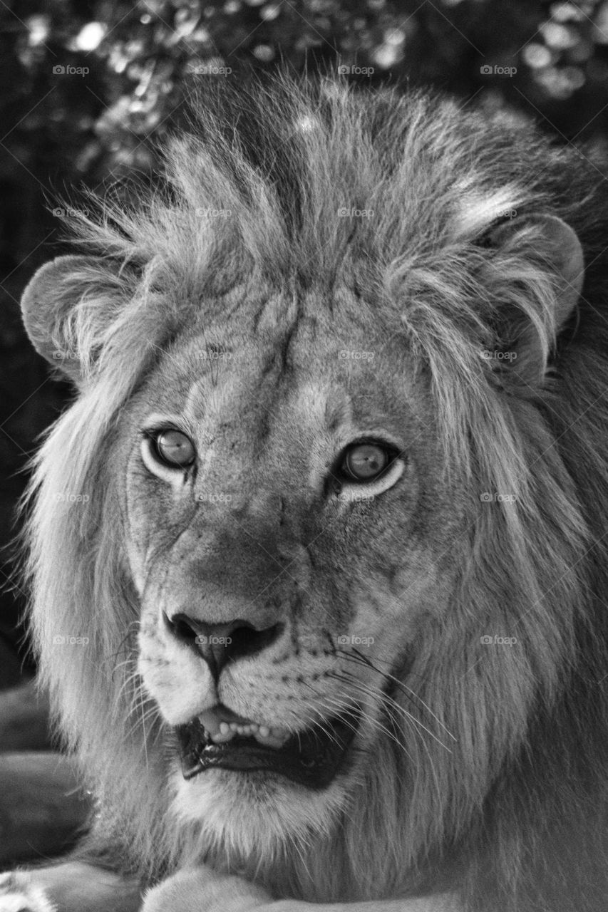 The king .male lion in black and white