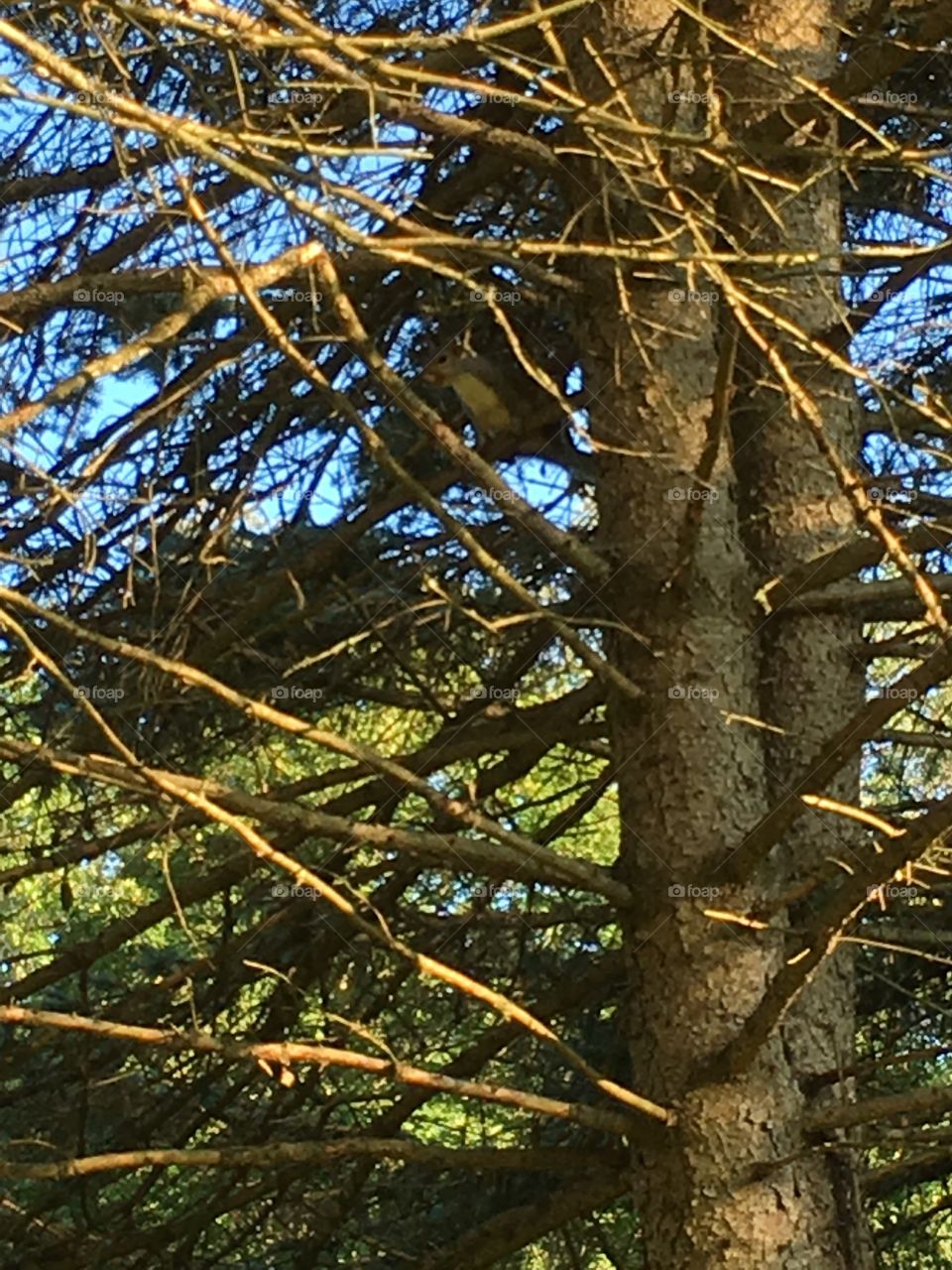 Squirrel in tree