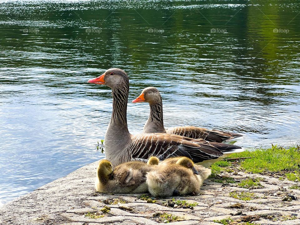 Goose family at the lake