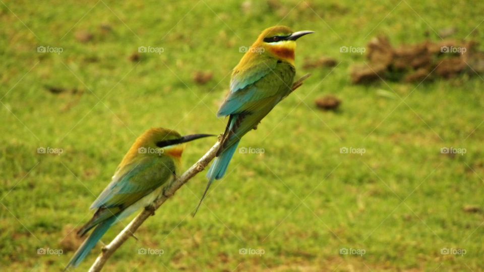 Lanka birds, national park