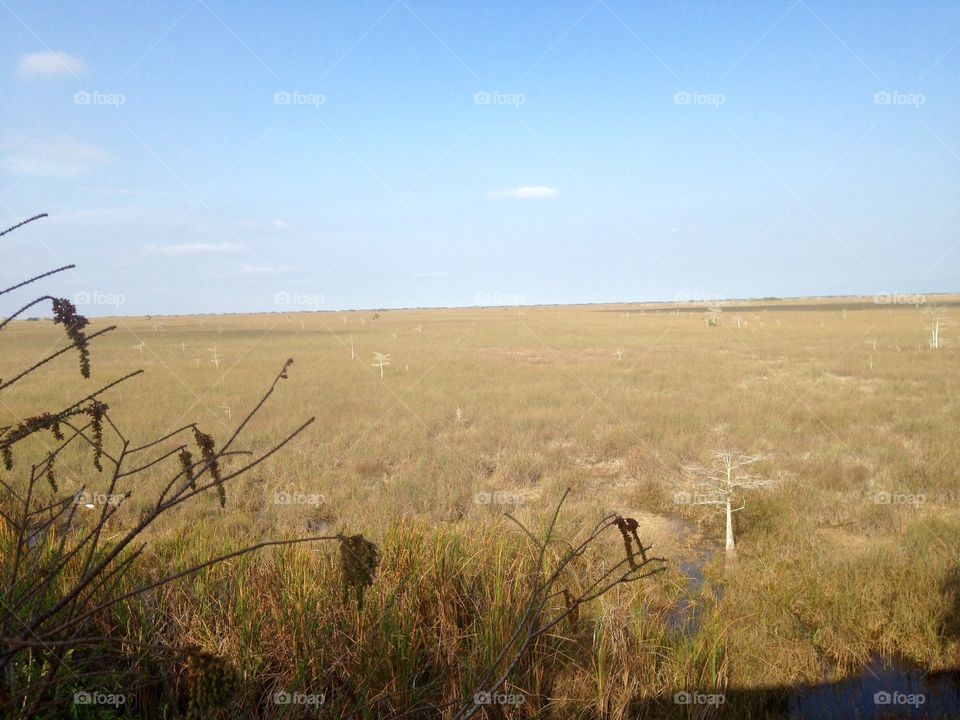 Florida Everglades

