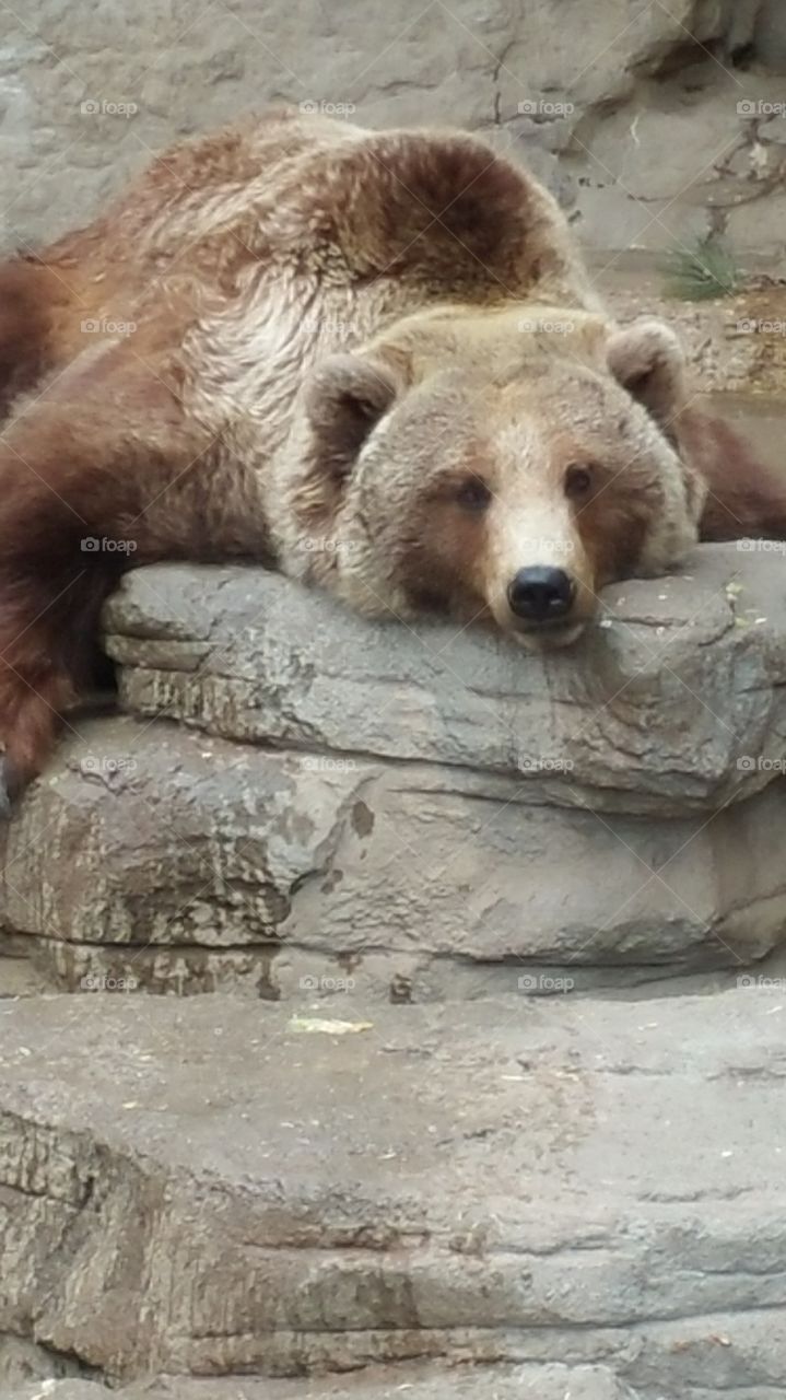 Bored Grizzly  bear