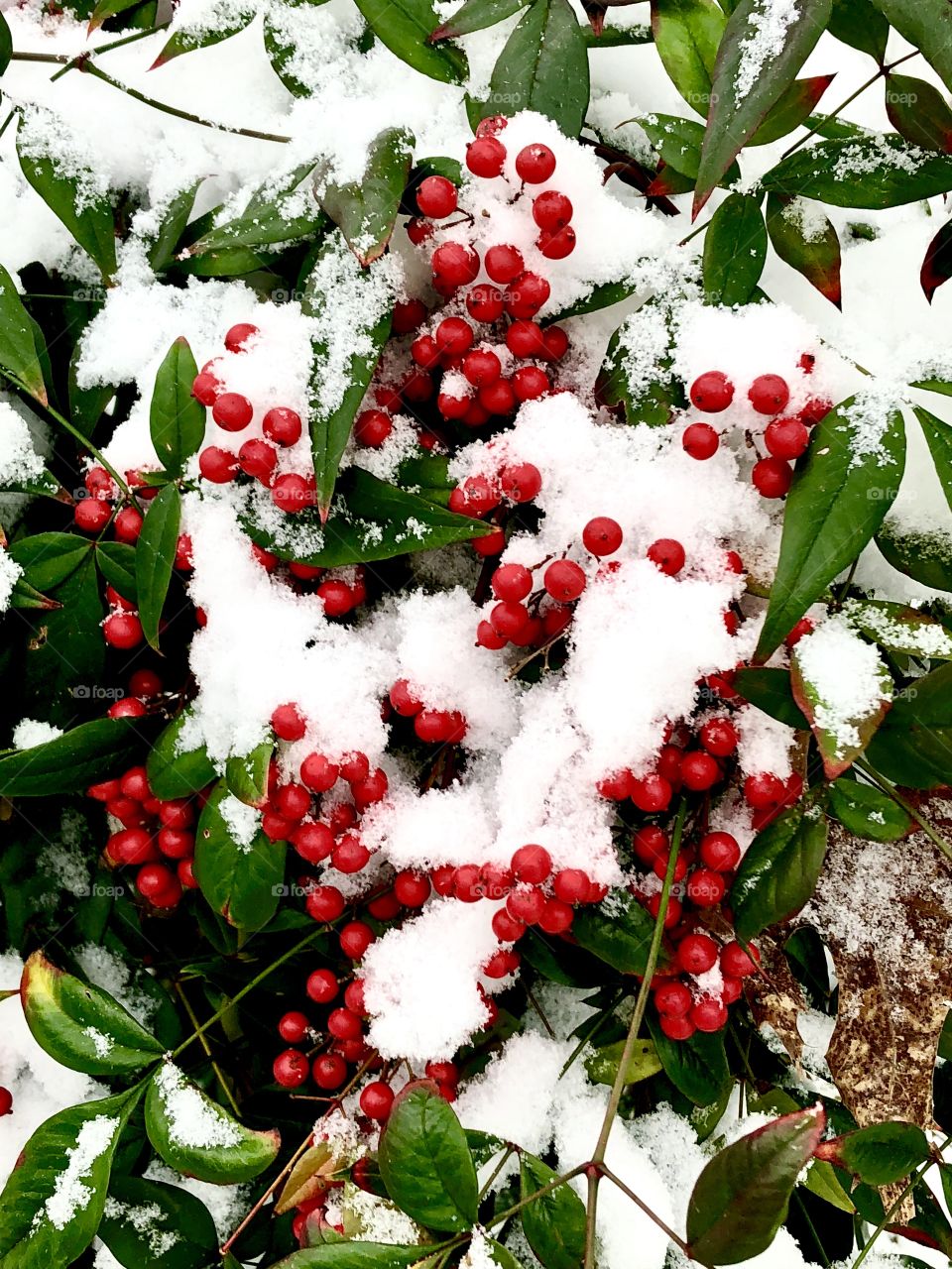 Snow on the berries