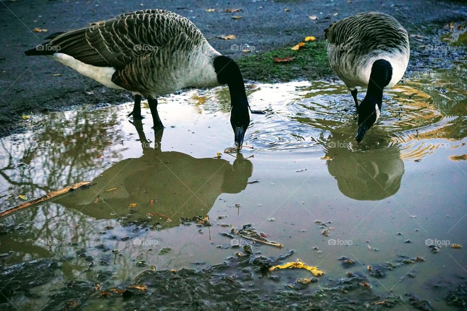 Two ducks enjoying a drink from a muddy puddle β¦ it was crystal clear but this pair chased away small ducks to have the puddle all to themselves π¦π¦