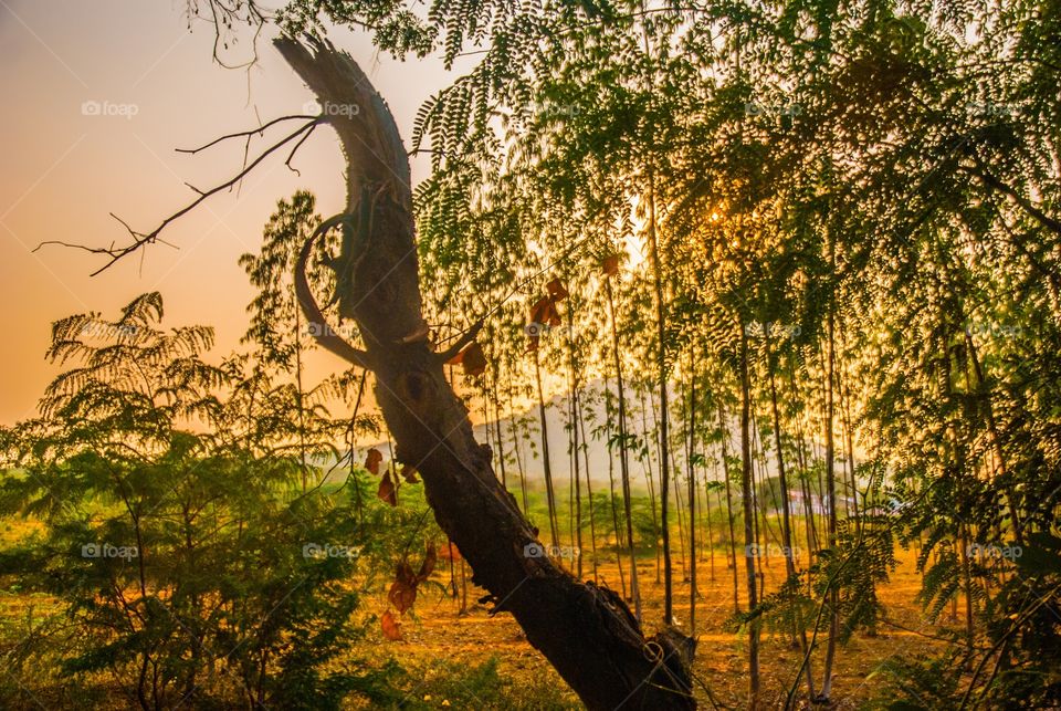 View of trees