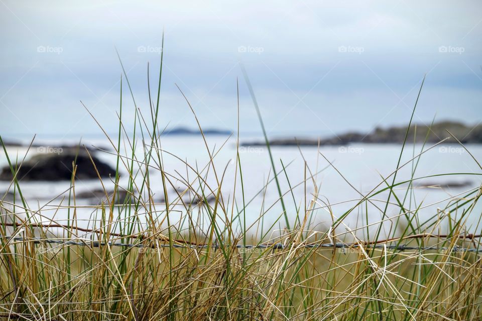 Close-up of grass on beach