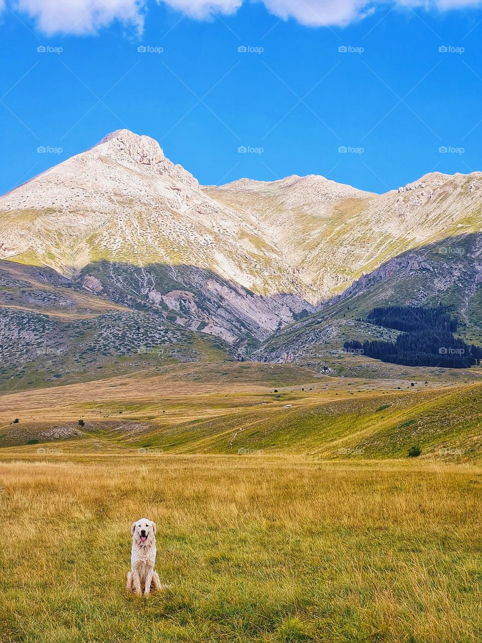 Abruzzese shepherd dog sitting in front of the Gran Sasso mountain in Italy