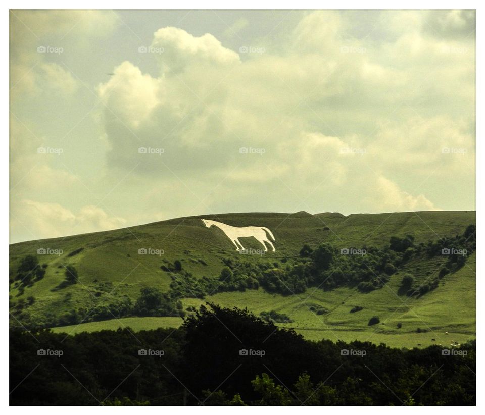 White horse