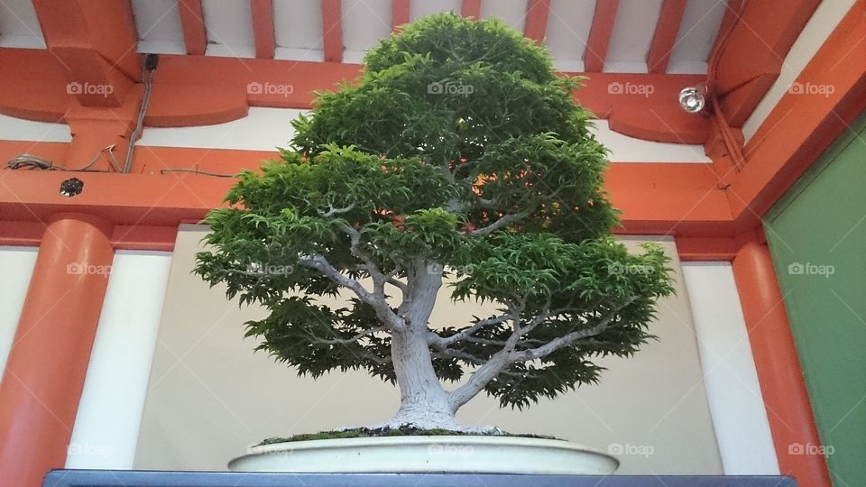 Bonsai and tradition