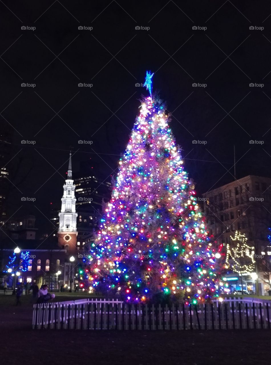 Nova Scotia Christmas Tree