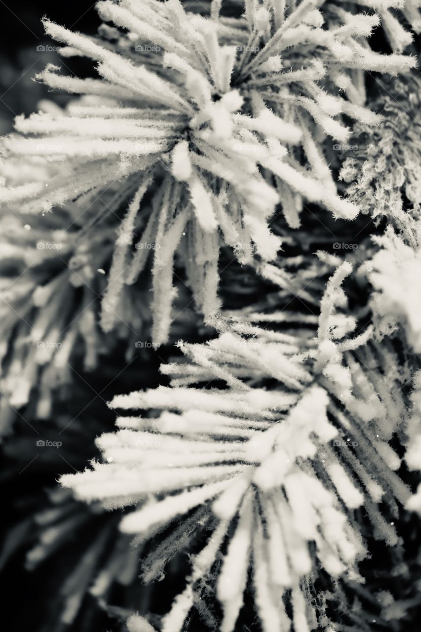 Snow Covered Pine Needles On A Pine Tree Taken In Ohio