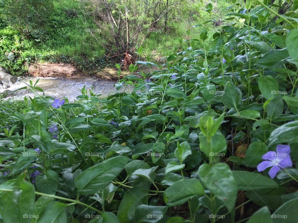 Flora and fauna around a stream