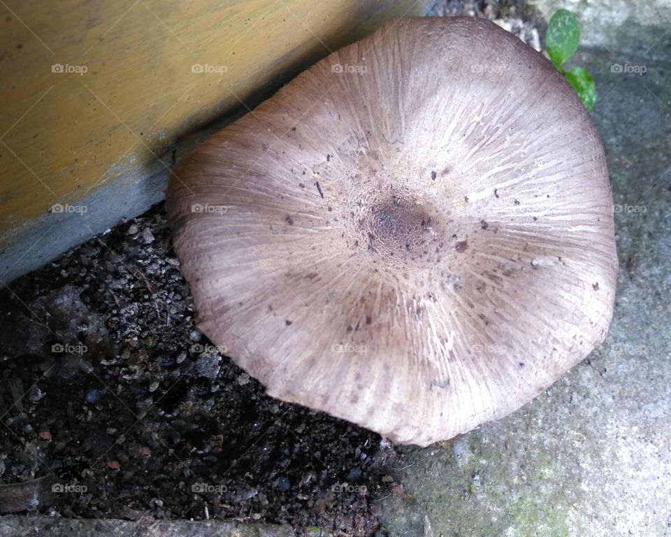 Mushroom on the floor